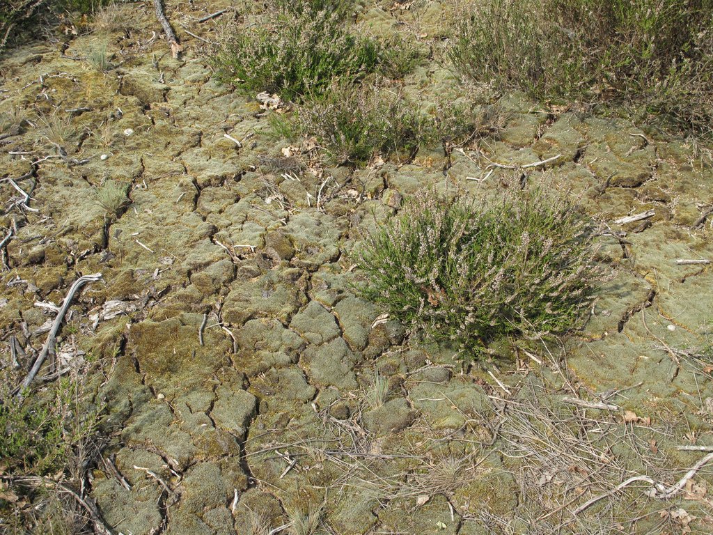 Campylopus introflexus